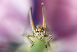 Macro photo_Lior Glaichman-13